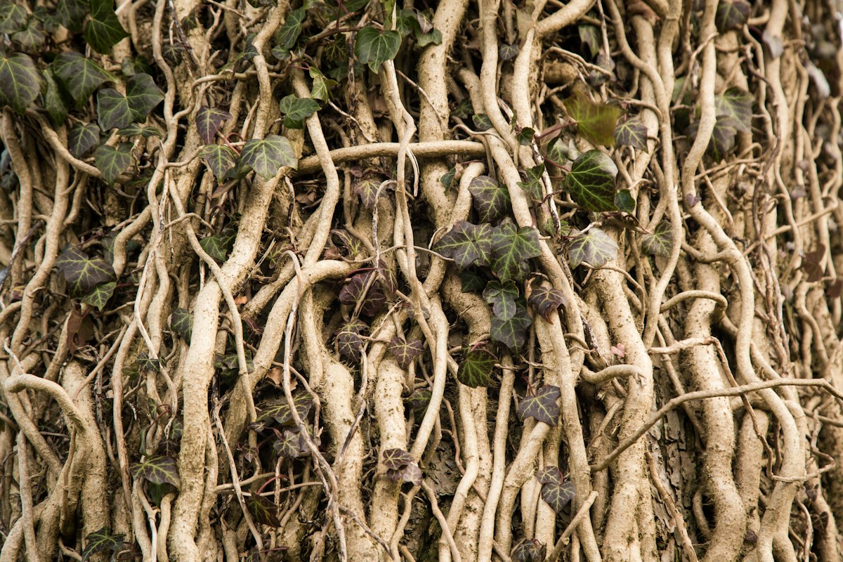 Heilpflanzen in der Natur